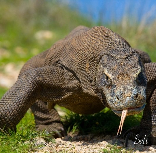 Komodo Adventure