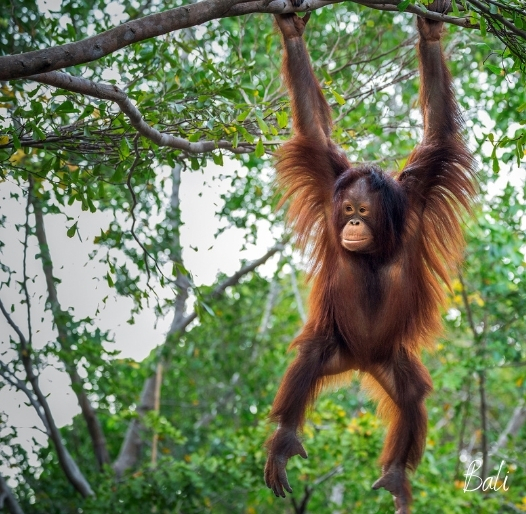Orangutan Adventure