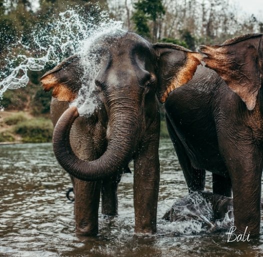 Elephants at Bali Zoo