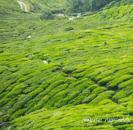 Cameron Highlands