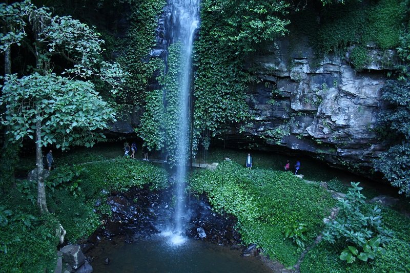 Dorrigo National Park nsw