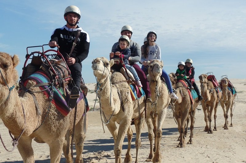 camel safari port stephens