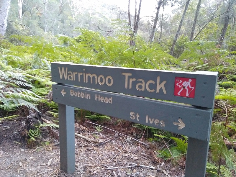 Warrimoo Trail in Kuringai National park