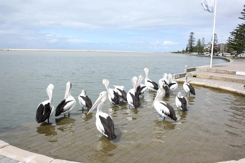 Pelican Feeding at the Entrance