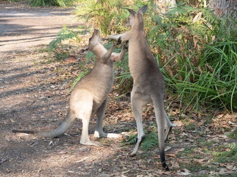 camping in jervis bay nsw