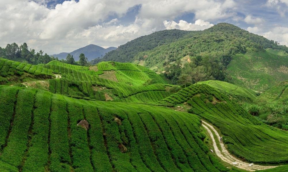 cameron highlands