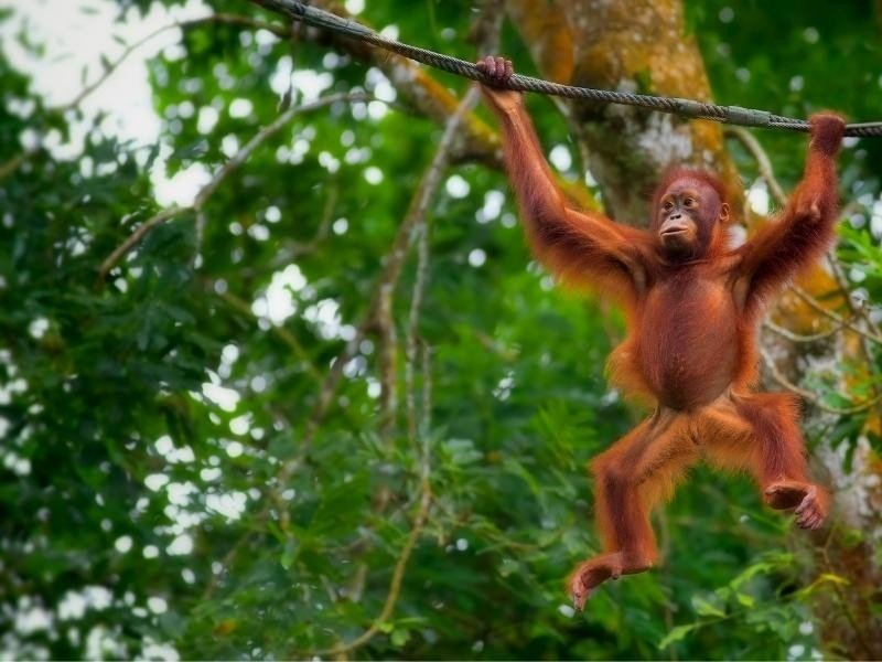 Proboscis Monkeys djmedia:94