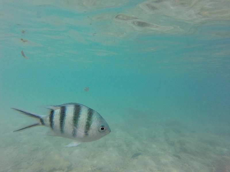 Snorkelling at Palau Kapas