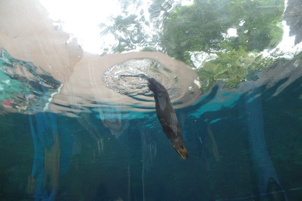 otters in singapore safari