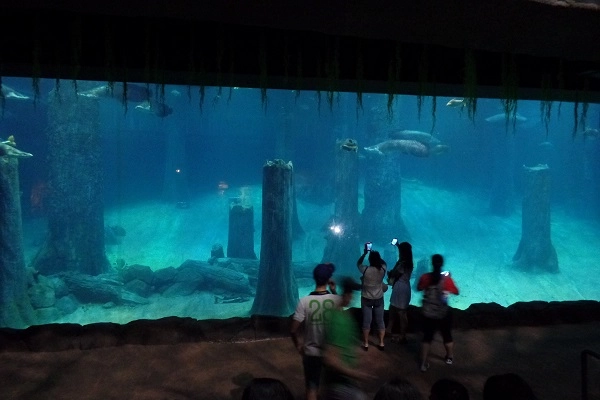 acquarium at singapore river safari