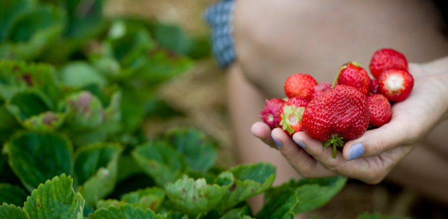 Genting Strawberry & Lavendar Gardens