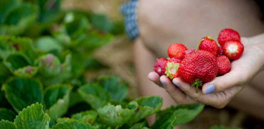 Genting Strawberry and Lavendar Farms