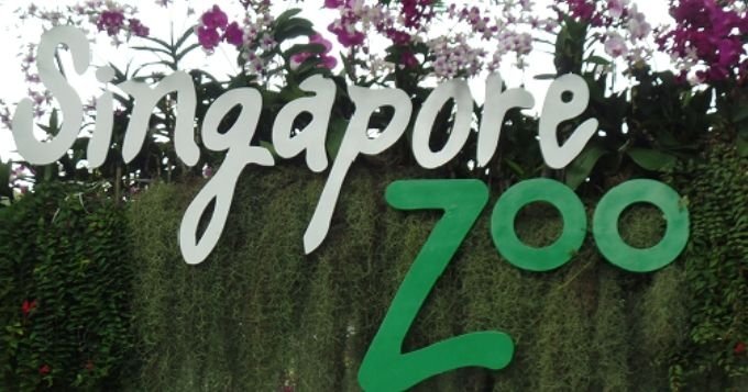 Kids Activities in Singapore: Singapore Zoo