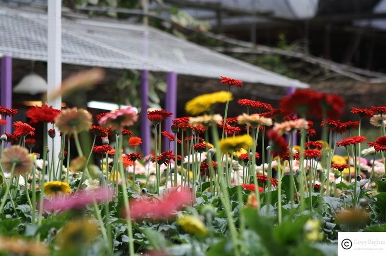 Flowers at Genting Highlands Strawyberry Farms - Best rates for Hotels in Resorts World Genting - First World Hotel