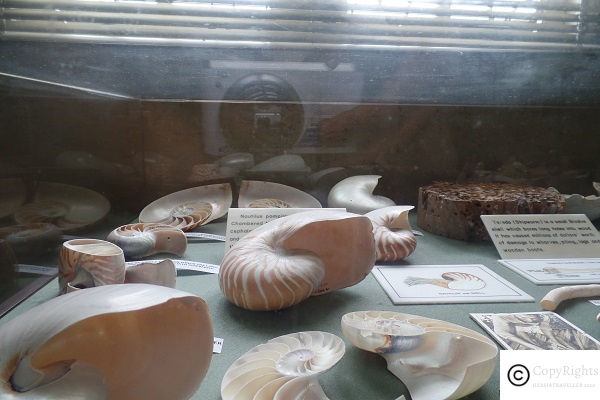 Fossils at Sarawak State Museum