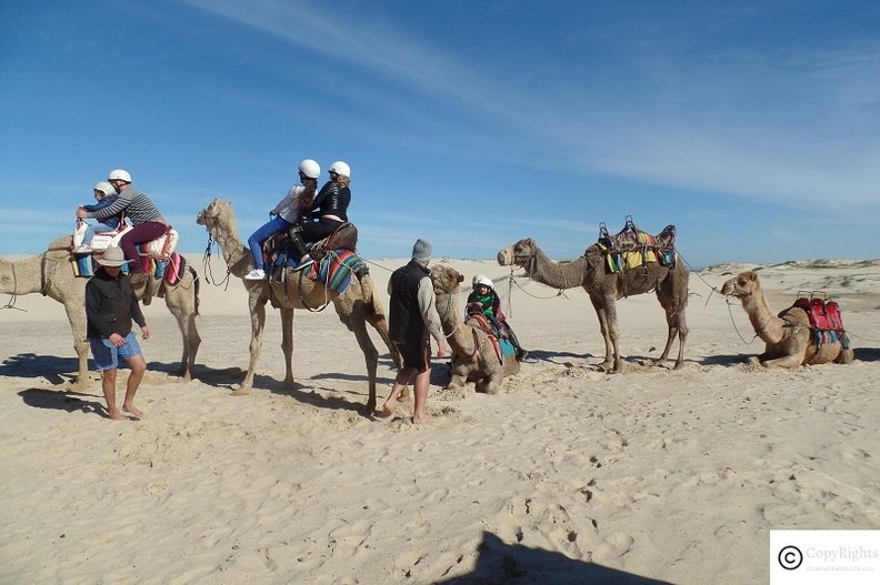 Camel Safari at Port Stephens is a great fun activity for the entire family