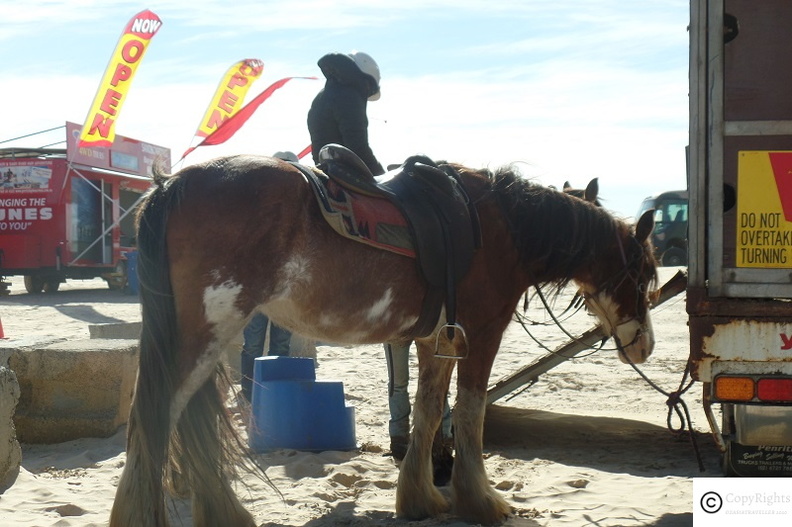 Horse Riding at Port Nelson