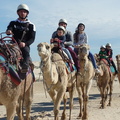 Camel Safaris at Port Stephens