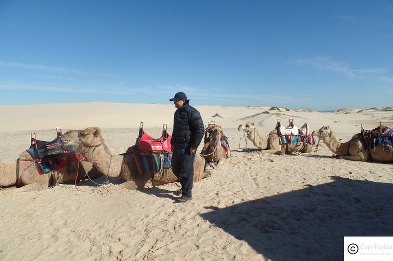 Camel Safaris at Port Stephens offer great fun activity of the entire family