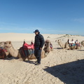 Camel Safaris at Port Stephens offer great fun activity of the entire family