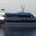Charter Dolphin and Whale Watching Tours at Nelson Bay Marina