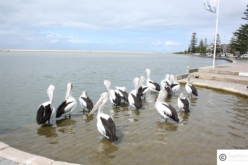 Pelican Feeding at the Entrance