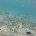 Snorkelling at Kapas Island
