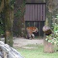 Animal Kingdom at Lost World of Tambun