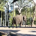 <a href="https://affiliate.klook.com/jump/activity/43498-/?adid=83610&aid=9301"> Buy Toronga Zoo Ferry Ticket</a>
