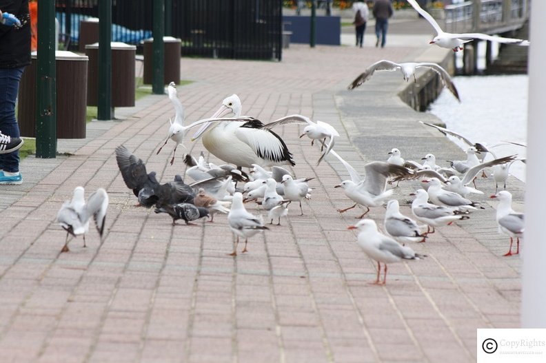 Pelicans at The Entrance