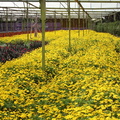 Local flower plantation at Strawberry Leisure Farms