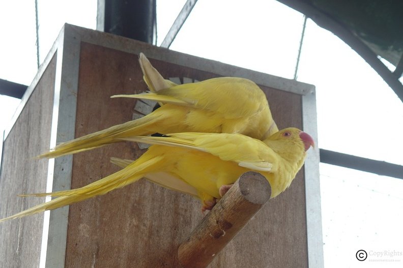 Beautiful birds in worlds biggest menagerie at KL Bird Park