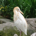 Birds at Kuala Lumpur Bird Park