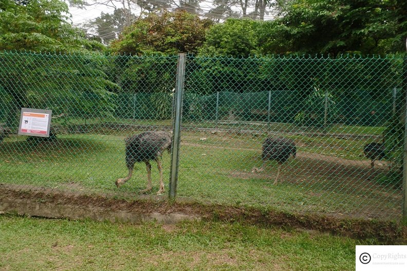 Ostrich at KL Bird Park