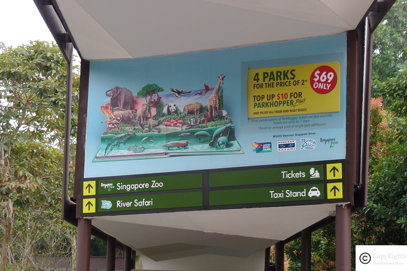 Various activities to do at the Singapore Zoo