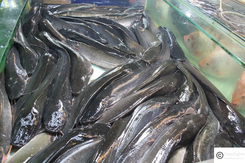 Buy catfish at local fresh seafood market in Patong Beach