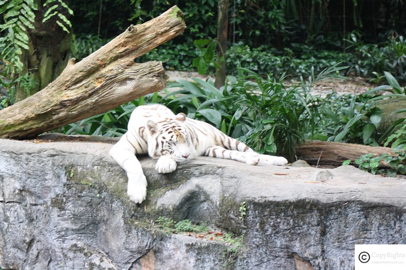 Visiting Singapore Zoo 