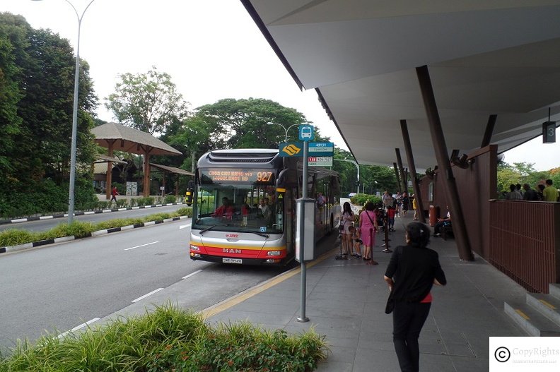 Catching a Bus to Singapore Zoo 