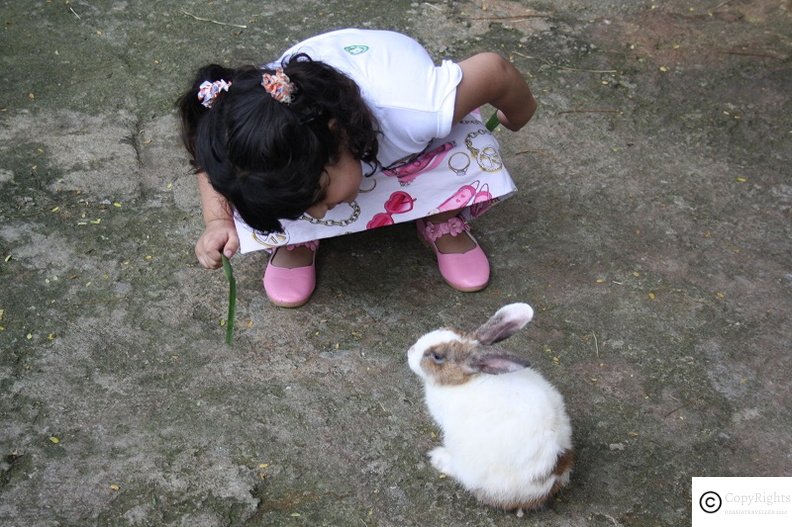 Rijj feeding the rabbit at Kl Zoo