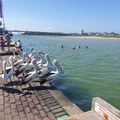 Feeding the pelicans at the Entrance Waterfront