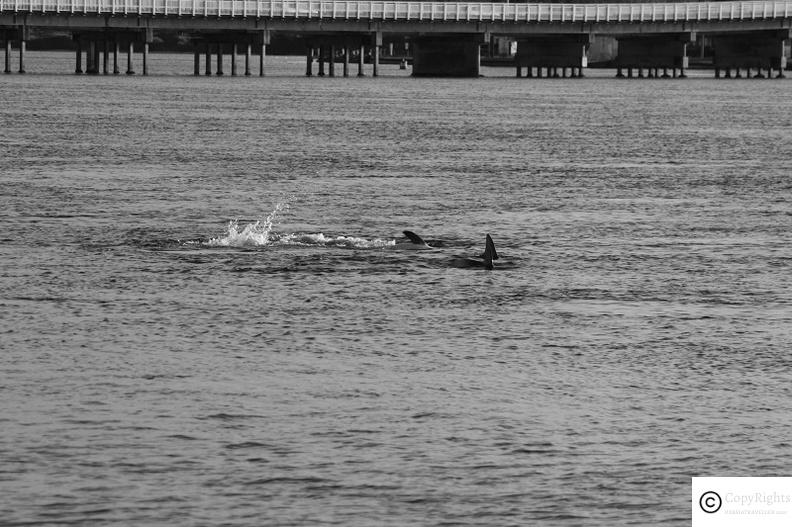 Dolphins sighted in Froster and Tuncurry NSW